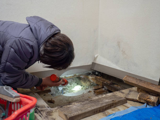 Professional Mold Removal in Cane Savannah, SC
