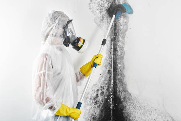  Cane Savannah, SC Mold Removal Pros