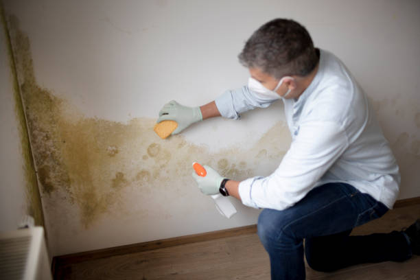 Best Mold Remediation for Healthcare Facilities  in Cane Savannah, SC